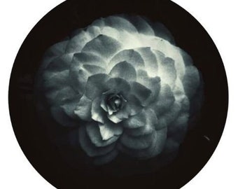 Rose Sticker - (black and white photograph/monotone)