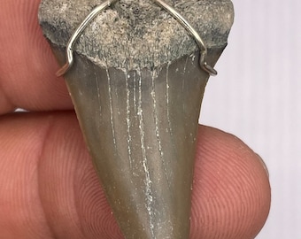 Mako Shark Tooth necklace Pendant - wrapped in silver .925  1.59”  natural fossil NC