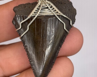 Great white shark  tooth chocolate black  necklace fossil wrapped in sterling silver wire 1.76”
