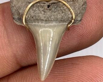 Mako shark tooth necklace   necklace  wire wrapped  pendant gold filled wire 1.02”