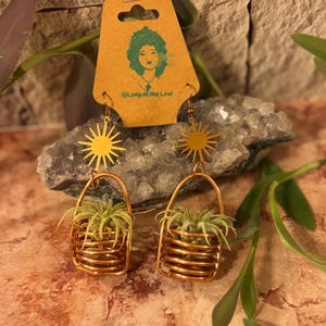 Air Plant Earrings - Etsy