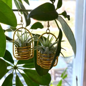 Puede incluir: Un par de pendientes dorados con plantas aéreas en pequeñas macetas de alambre en espiral. Los pendientes cuelgan de una planta verde.