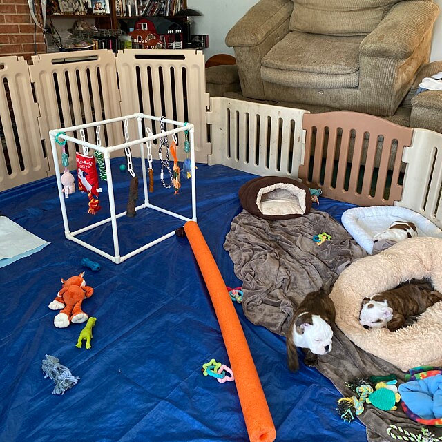 Build Your Own Puppy Play Gym Etsy Canada