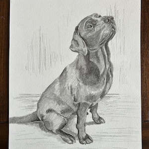 Graphite Pet Portrait Commission