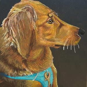 Colored Pencil Pet Portrait Commission