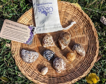 May include: A collection of eight agate geodes in various shades of brown, white, and gray, arranged in a woven basket. The geodes are surrounded by green grass and fall leaves. A small white bag with the text "The Geode Guys" is in the upper left corner of the image.