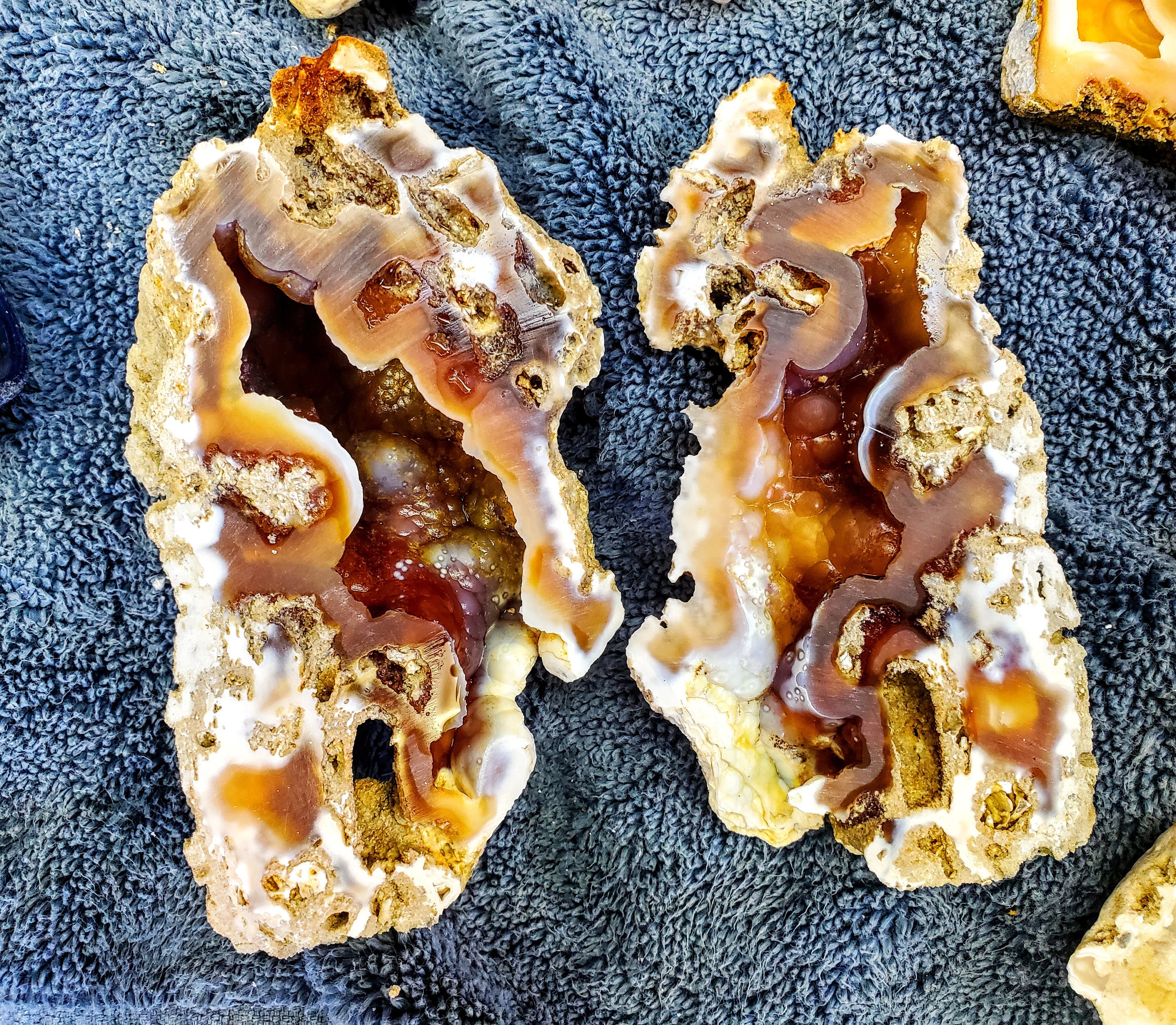 希少な瑪瑙化サンゴジオード - Etsy 日本