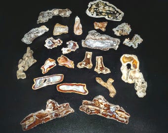 RARE Agatized Coral Geode bags