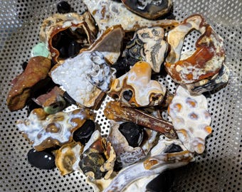 Agatized Coral tumbling ROUGH