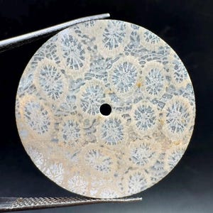Pode incluir: Um pingente circular e plano feito de coral fossilizado com um padrão natural e intrincado de estruturas em forma de estrela em cinza claro e bege. A peça tem um pequeno orifício circular central e é segurada por uma pinça de metal.