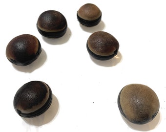 Deer&#39;s eye (6 count)