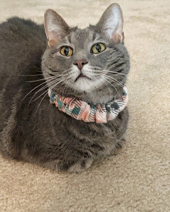 Elastic dog collar sale