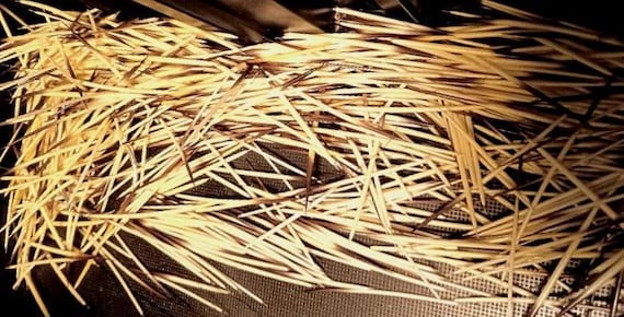 100 Porcupine Quills  1.5–2.5" Hand-Pulled, Triple-Washed, Unsorted, Natural Crafting Material