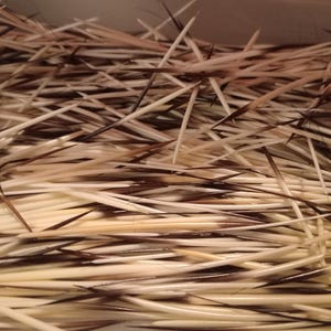 May include: A collection of numerous porcupine quills, each featuring a sharp, pointed tip and a tapered body. The quills display a natural colour gradient, transitioning from a creamy off-white base to dark brown and black bands near the sharp ends.