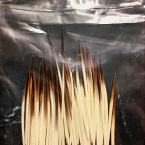 May include: A collection of numerous porcupine quills contained within a clear plastic resealable bag. Each quill features a sharp, pointed tip with a dark brown coloration that transitions into a creamy off-white shade toward the base.