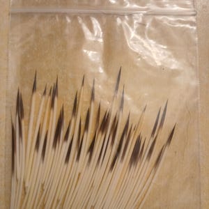 100 unsorted Porcupine Quills Ethically sourced North American Hand-Pulled Quills triple washed 1-2.5inch free gift w purchase