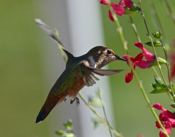 Hummingbird Close Up Suspended In Flight Feeding Red Flowers Etsy
