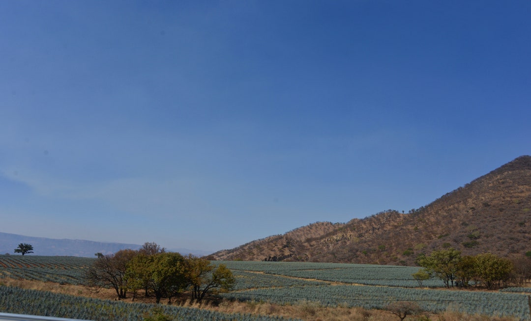 Tequila Valley Jalisco Mexico Photo Art Wall Metal Etsy