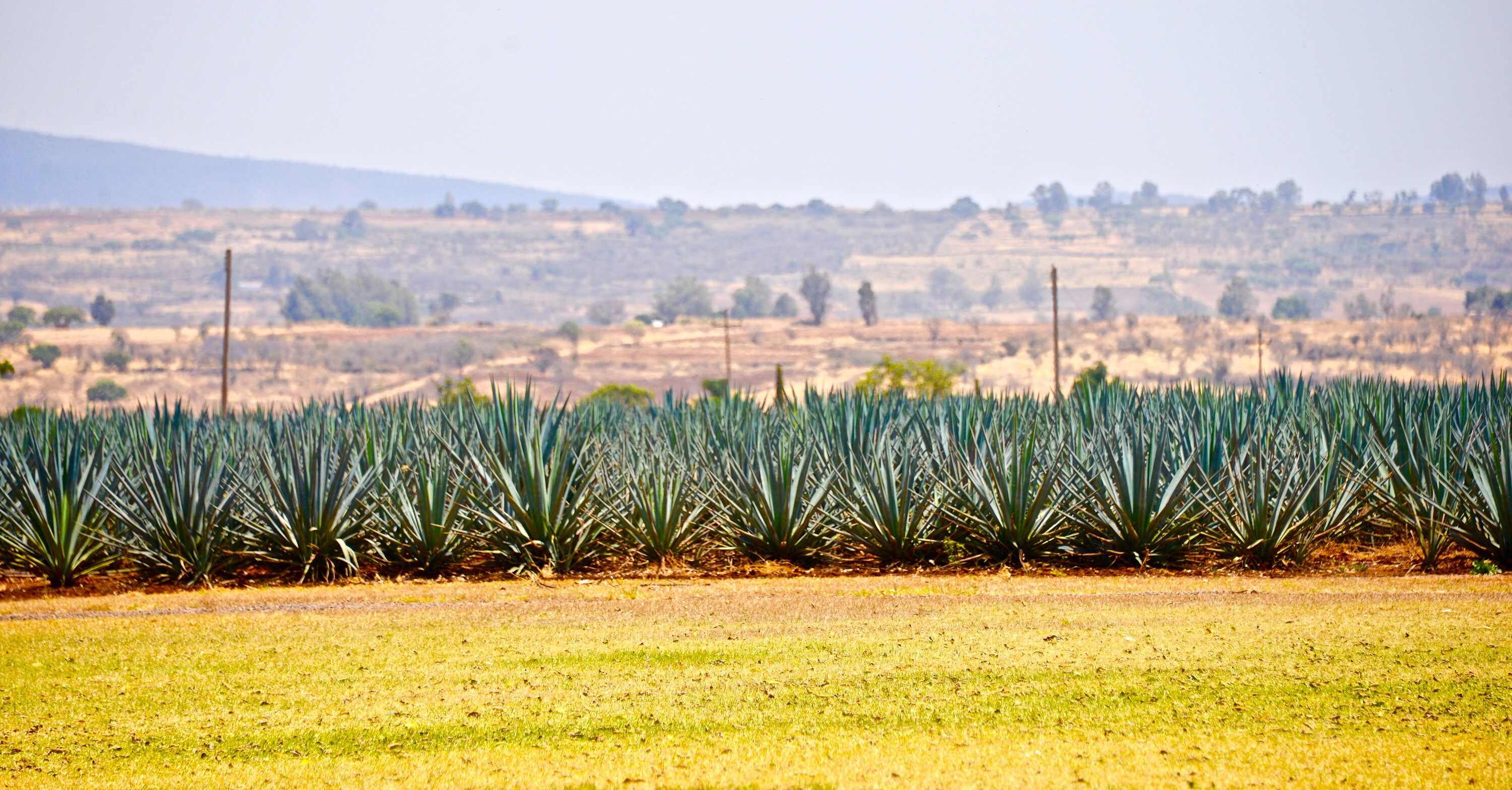 Agave Tequila Distillery Jalisco Mexico Highlands Photo Art Wall Metal