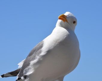 Quirky Seagull Close-Up Blue Sky Contemporary Photo Art Wall Metal Print