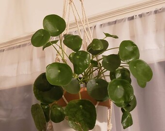 Macramé Plant Hanger