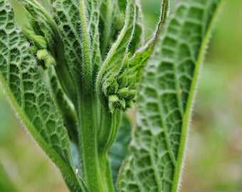 Organic Fresh Freeze-Dried Comfrey Leaf