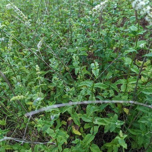 Organic Wild harvested Peppermint