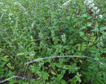 Organic Wild harvested Peppermint