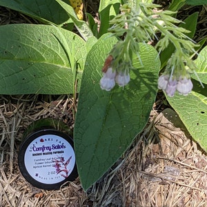 Organic Comfrey Salve Balm Ointment