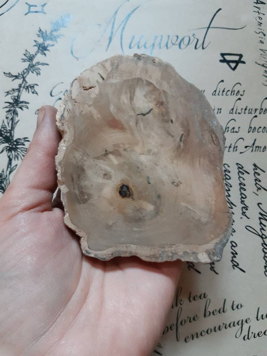 Bois Fossile Naturelle , Tranche de Bois Pétrifié Naturel .