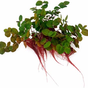 May include: A close-up of a plant with small, round, green leaves and reddish-brown stems and roots. The leaves are a vibrant green, with some showing a hint of brown. The roots are long and thin, creating a striking contrast against the white background.