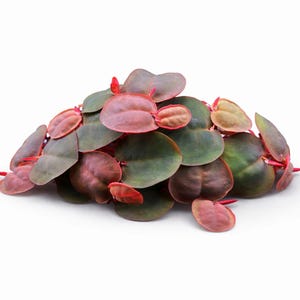 May include: A close-up of a Peperomia orba plant, also known as a peperomia pixie lime. The plant has round, dark green leaves with reddish edges and stems. The leaves are clustered together, creating a full appearance. The background is white.