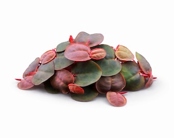 80+ Leaves Red Root Floaters - Live Floating Aquarium Plant