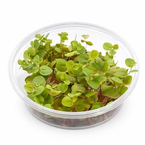 100+ Leaves Red Root Floaters - Live Floating Aquarium Plant - 8oz Cup