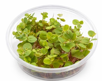 100+ Leaves Red Root Floaters - Live Floating Aquarium Plant - 8oz Cup