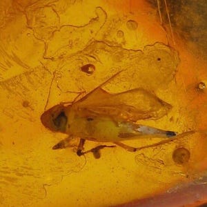 insect in amber 2