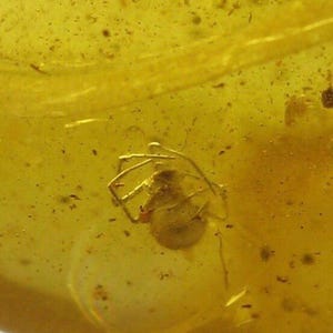 Pode incluir: Uma pequena aranha fossilizada preservada em âmbar. A aranha é de cor cinza claro e tem oito patas. O âmbar é de cor amarelo dourado claro.