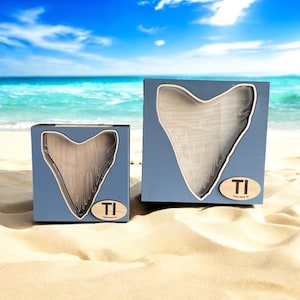 STAND ALONE Shark teeth shadow box Megalodon Shark Tooth Shadow Box - Authentic Fossil Display