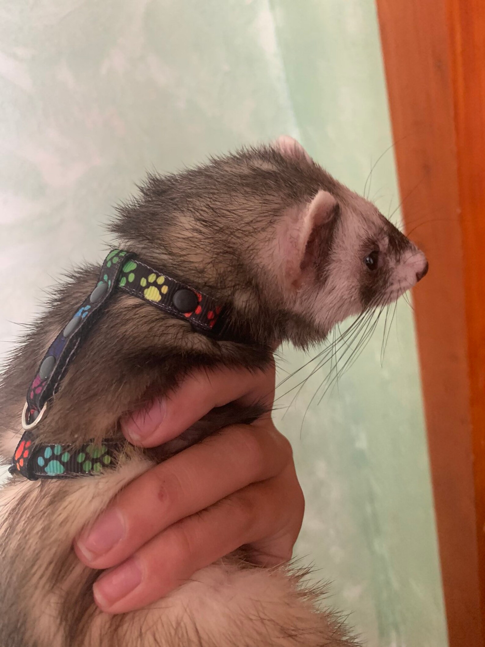 Ferret Harness and Leash Set. Black With Paws. Etsy