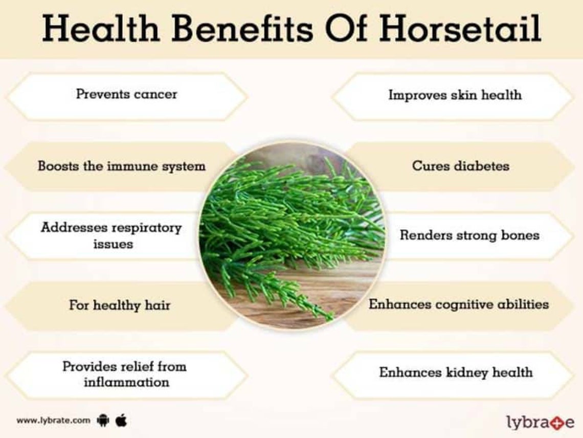 Organic Horsetail Herb Shavegrass 1oz 2oz 4oz 8oz or 16oz Etsy