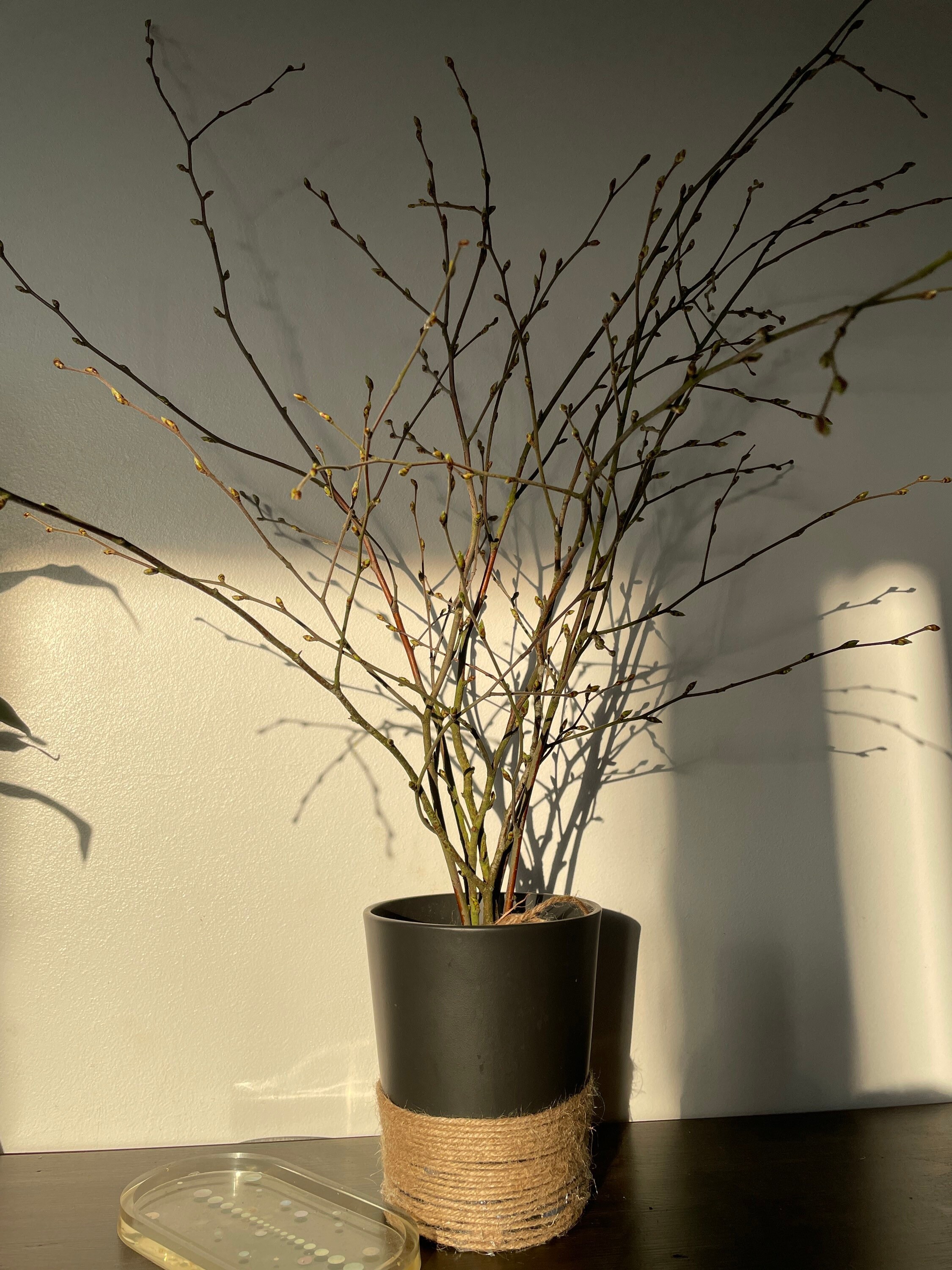 Branches Bouleau Blanc avec Pot