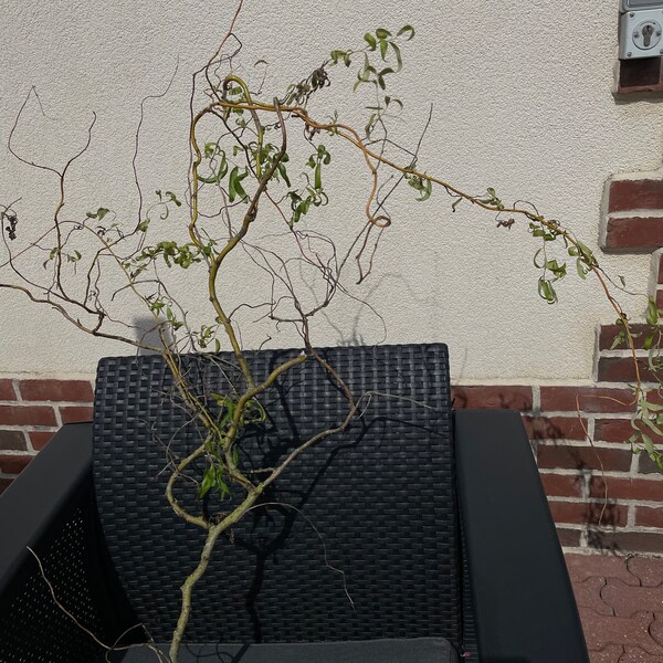 Large twisted willow branch 150 cm approx.