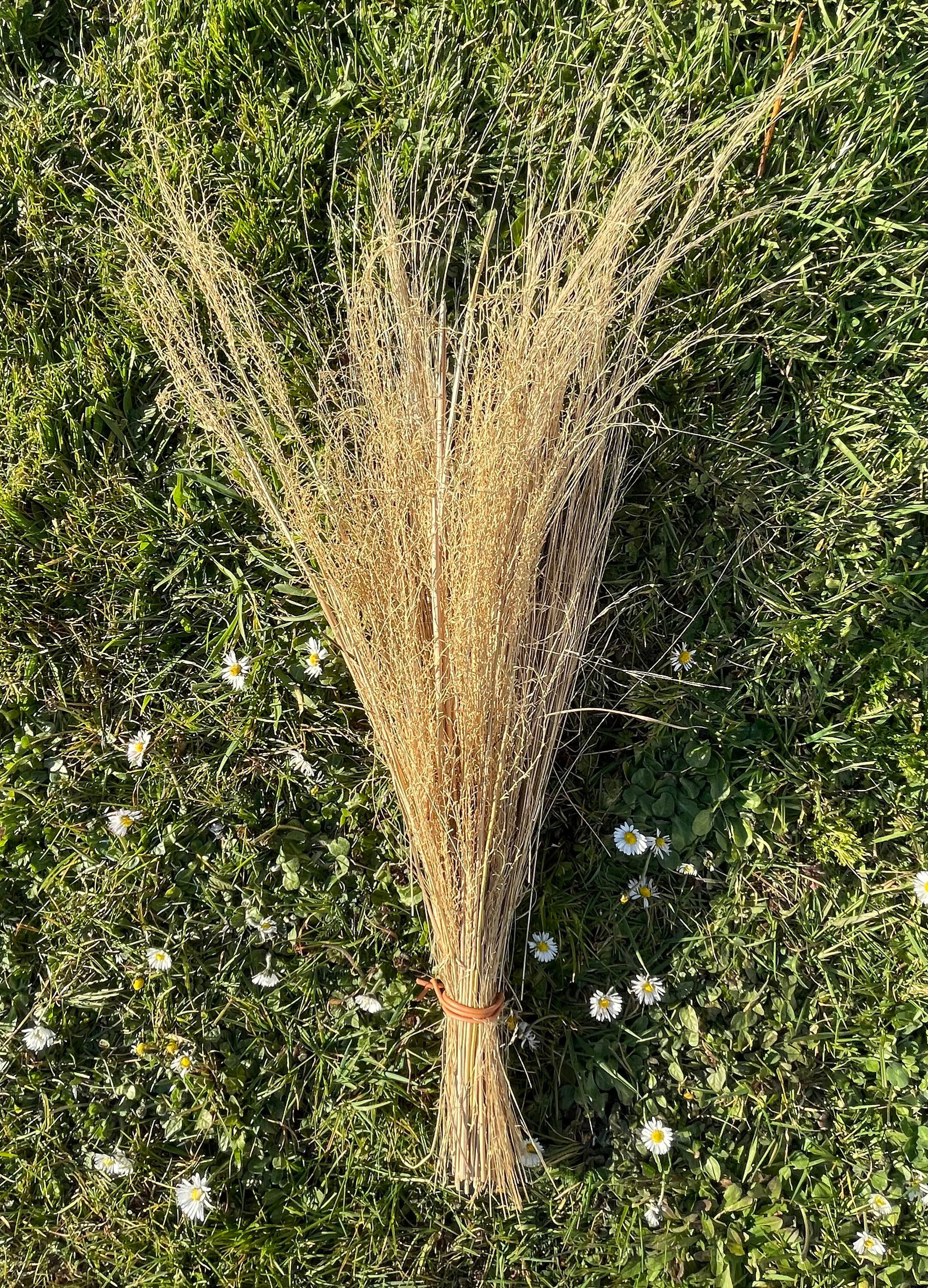 Bouquet Miscanthus Sinensis Early Naturel