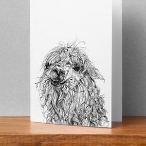 Maurice Llama Card