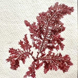 Real Seaweed Pressing Card: Handmade Irish Art
