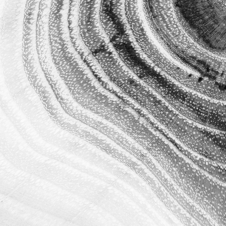 Tree Ring Print Set of 3 Black and White Prints Wood Rings Art Etsy