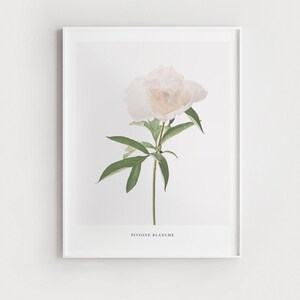 May include: A white peony flower with green leaves and a stem. The text "PIVOINE BLANCHE" is printed below the flower.