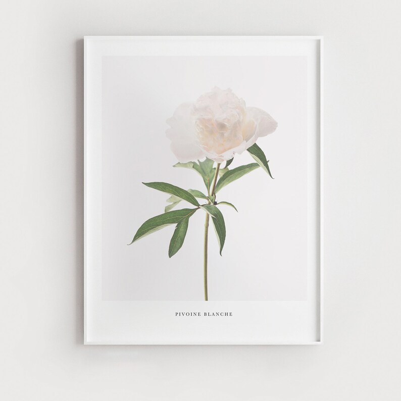 May include: A white peony flower with green leaves and a stem. The text "PIVOINE BLANCHE" is printed below the flower.