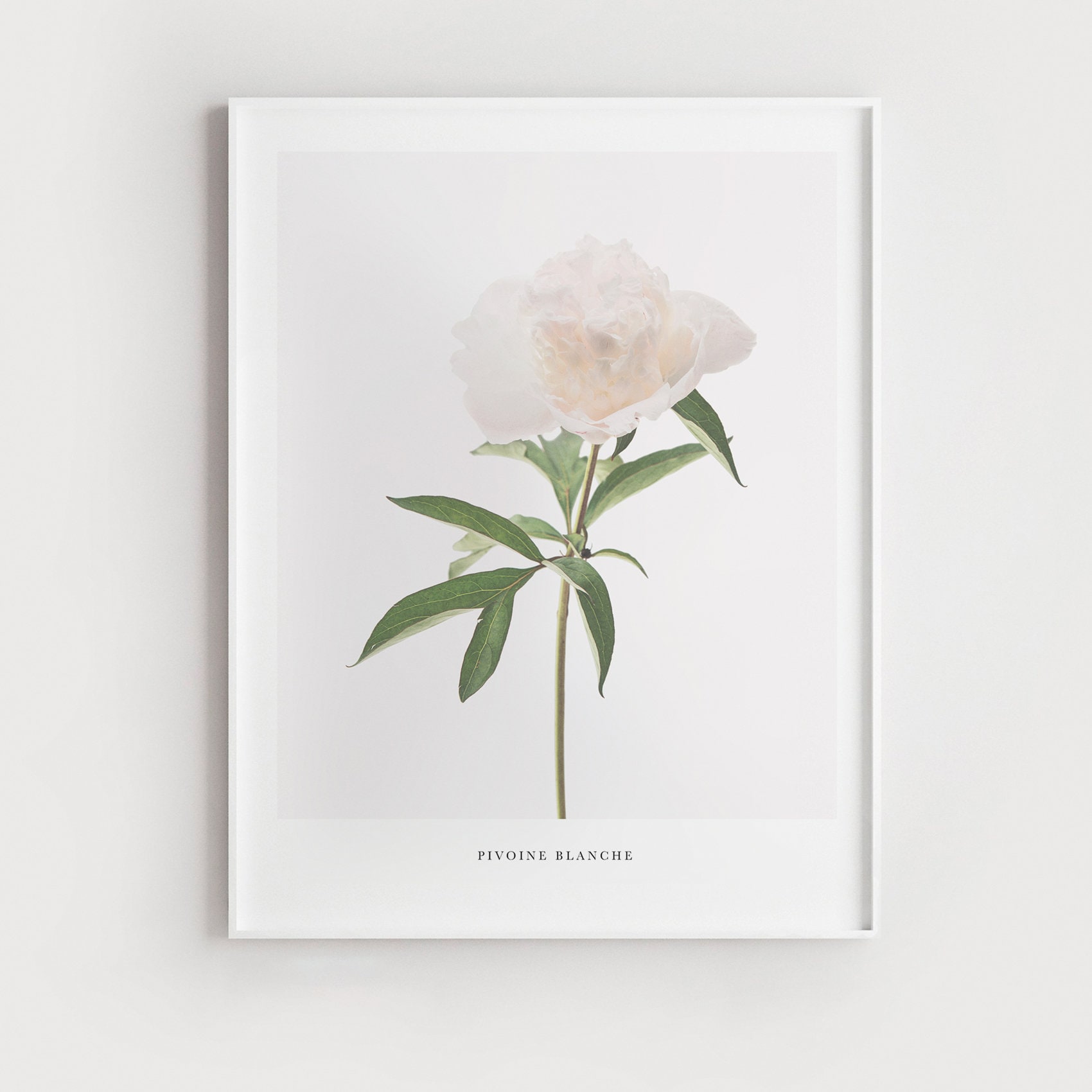 Peony Print Wall Art, Flower Printable, Botanical Print, White Peony ...