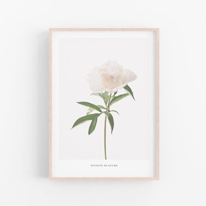 May include: A framed botanical illustration of a white peony flower with green leaves. The text "PIVOINE BLANCHE" is printed below the flower.